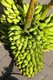 Maldives: Bananas in the fruit and vegetable market in the capital Male, North Male Atoll