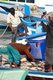 Maldives: Fishermen checking their catch in the inner harbour, Male, North Male Atoll